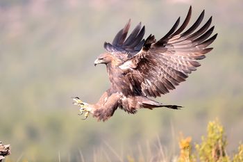 Águila Real, Pallars Subirá