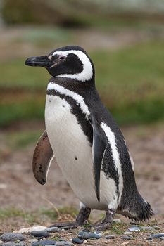 Pingüino Magallánico, Estrecho de Magallanes