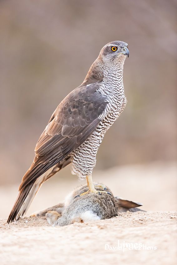 Este conejo es mío, Azor hembra, 500 mm, F4, 1/200, ISO 10000, trípode 05/02/2022