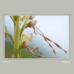 09- Himantoglossum hircinum