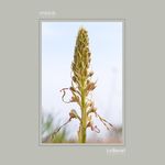 08 - Himantoglossum hircinum
