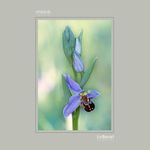 14 - Ophrys apifera
