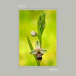 19 - Ophrys scolopax