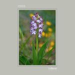 31 - Orchis purpurea