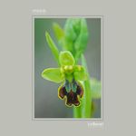 16 - Ophrys fusca 