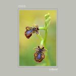 01 - Ophrys speculum