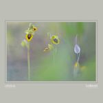 28 - Ophrys lutea