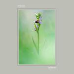 13 - Ophrys apifera