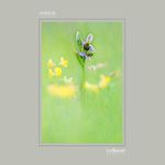 12 - Ophrys apifera