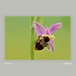 17 - Ophrys scolopax