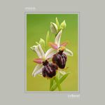20 . Ophrys castellana 