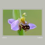 11 - Ophrys apifera