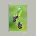 03 - Ophrys speculum