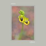 27 - Ophrys lutea