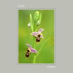 18 - Ophrys scolopax