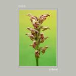 36 - Orchis coriophora