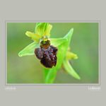 25 - Ophrys  sphegodes