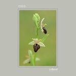 26 - Ophrys  sphegodes