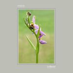 37 - Ophrys apifera
