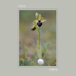 39 - Ophrys  sphegodes