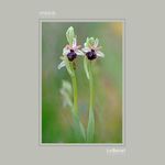 21 - Ophrys castellana 