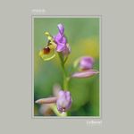 24 - Ophrys tenthredinifera