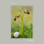 02 - Ophrys speculum