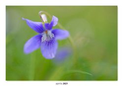 02.Violeta silvestre.  (Viola riviniana)