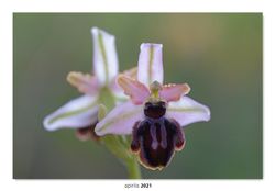 .07-Ophrys castellana.