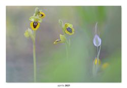 05-Ophrys lutea.