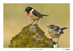 04-Common stonechat and chicken