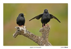 05-Spotless starlings