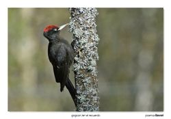 07-Black woodpecker