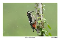 11-Great spotted woodpecker