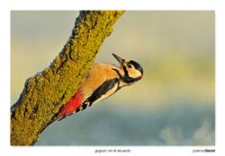 14-Great spotted woodpecker