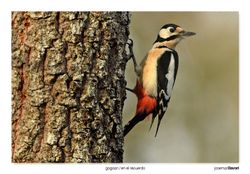 15-Great spotted woodpecker