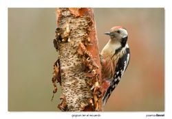 10-Middle spotted woodpecker