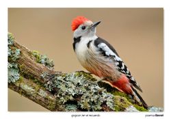 09-Middle spotted woodpecker