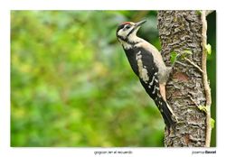 13-Great spotted woodpecker chicken