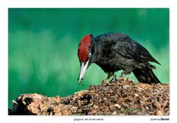 08-Black woodpecker