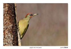 02-European green woodpecker