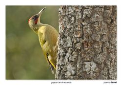 01-European green woodpecker