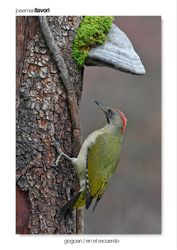 03-European green woodpecker