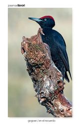 04-Black woodpecker