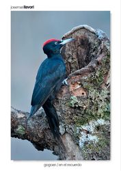 05-Black woodpecker