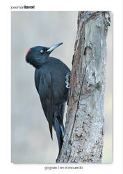 06-Black woodpecker