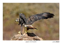09-Common buzzard