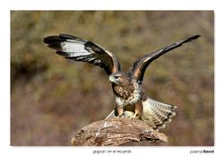 08-Common buzzard