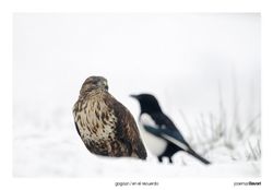 05-Common buzzard and Common magpie