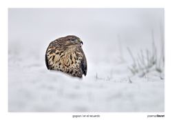 04-Common buzzard